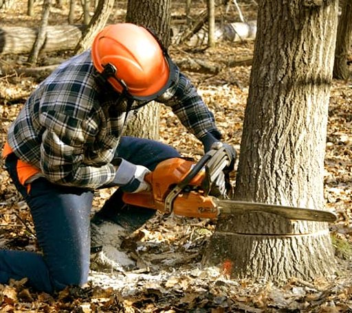 Tree Removal in Brazoria, TX